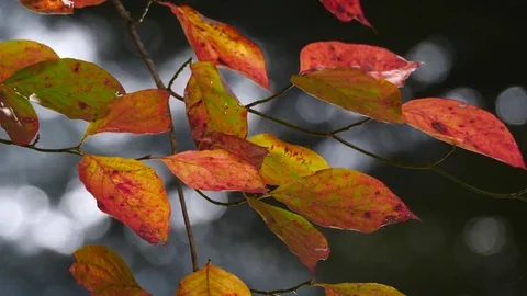Bright Fall Leaf Colors with river flowing in the background Видео 81640659