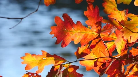 Bright Fall Leaves at Lake 動画素材 43171793