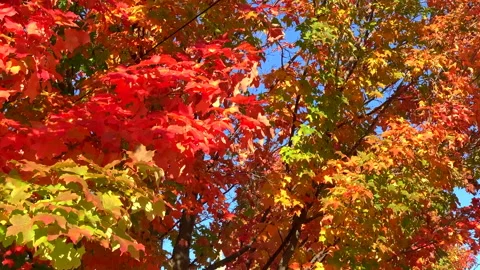 Bright Fall Leaves Tree Foliage, Red and Yellow Maple Trees Stock Footage 150674499