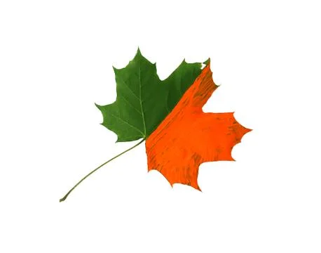 Bright fall maple leaf decorated with gouache paints on black background. Cre Stock Photos
