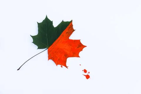 Bright fall single maple leaf decorated with gouache paints on black backgrou Stock Photos