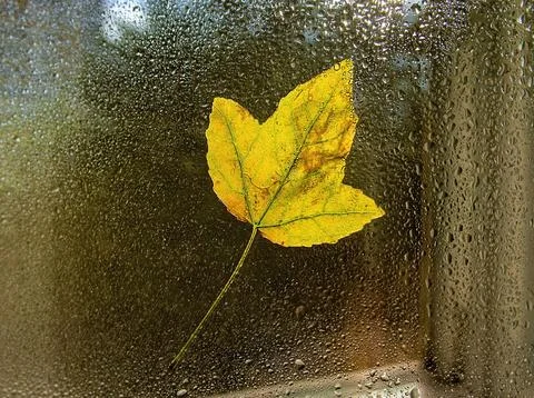 Bright fallen autumn leaf on window in raindrops. Abstraction, autumn backg.. Stock Photos