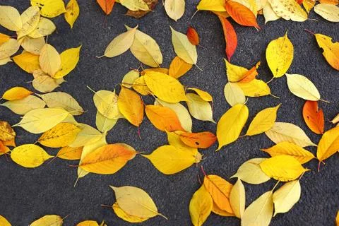 Bright fallen foliage Foto stock