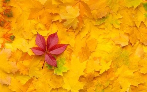 Bright fallen red maple leaf on autumn yellow background Stock Photos