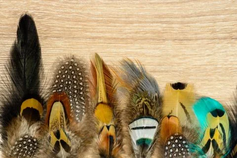 Bright feathers background Stock Photos