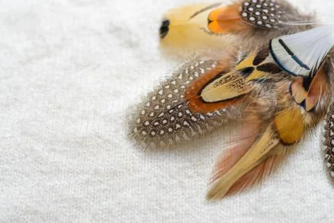 Bright feathers background Stock Photos