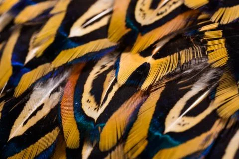 Bright feathers background Stock Photos