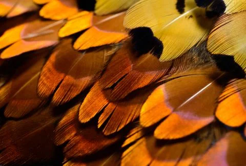 Bright feathers background Stock Photos