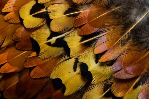 Bright feathers background Stock Photos