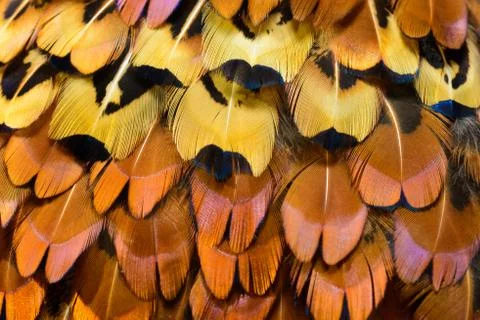 Bright feathers background Stock Photos