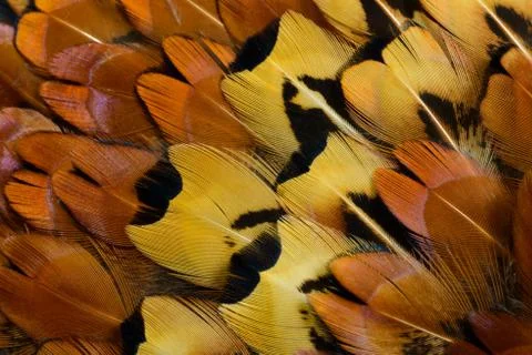 Bright feathers background Stock Photos