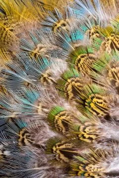 Bright feathers background Stock Photos