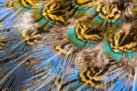 Bright feathers background Stock Photos