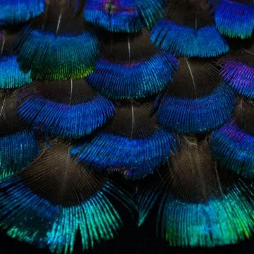 Bright feathers background Stock Photos