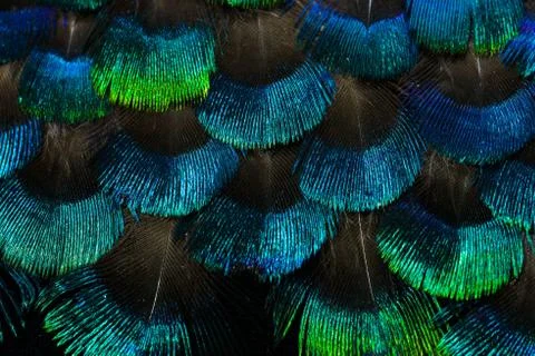 Bright feathers background Stock Photos