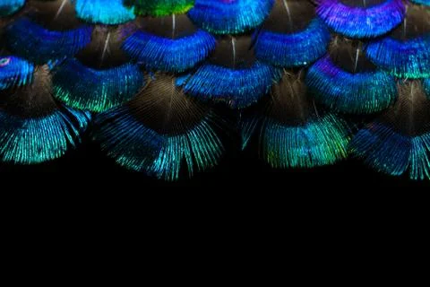 Bright feathers background Stock Photos