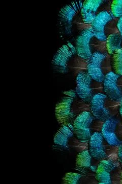 Bright feathers background Stock Photos
