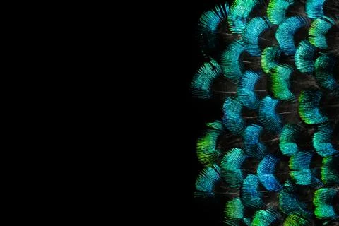 Bright feathers background Stock Photos