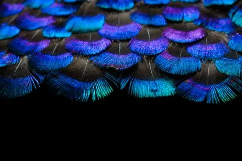 Bright feathers background Stock Photos