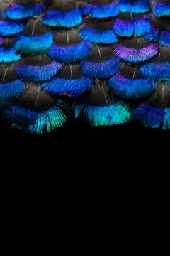 Bright feathers background Stock Photos