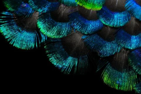 Bright feathers background Stock Photos