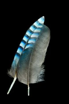 Bright feathers background Stock Photos