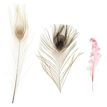 Bright feathers background Stock Photos