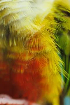 Bright feathers of a bird captured close up in a natural setting showcasing.. Stock Photos