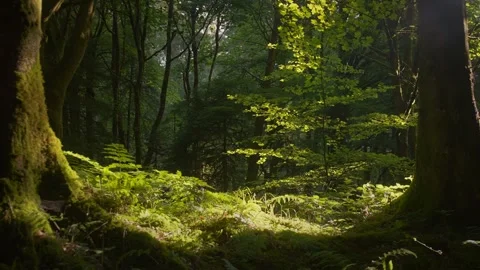 Bright Ferns and Young Maple Lit Beneath Mature Forest Canopy 4K Stock Footage 341849703
