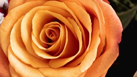 Bright festive rose Stock Footage 333605458