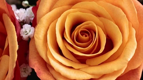 Bright festive rose Stock Footage 333605467