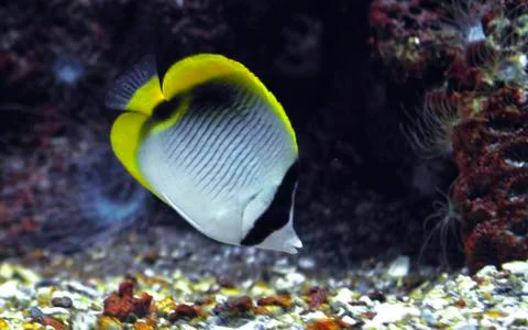 A bright fish Stock Photos