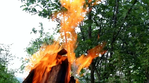 Bright flame against the background of a green tree Stock Footage 90803161