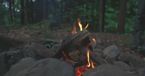 Bright flame of burning bonfire in dark on background of pine forest in evening Stock Footage 166454500