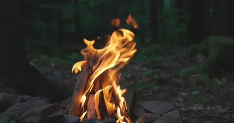 Bright flame of burning bonfire in dark on background of pine forest in evening Stock Footage 166454564