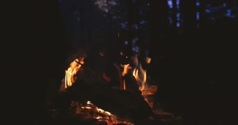 Bright flame of burning bonfire in dark on background of pine forest in evening Stock Footage 166454626