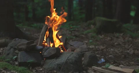 Bright flame of burning bonfire in dark on background of pine forest in evening Stock Footage 166454753