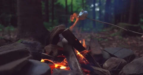 Bright flame of burning bonfire in dark on background of pine forest in evening Stock Footage 166454825