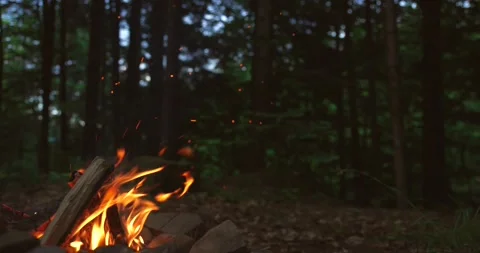 Bright flame of burning bonfire in dark on background of pine forest in evening Stock Footage 166454871