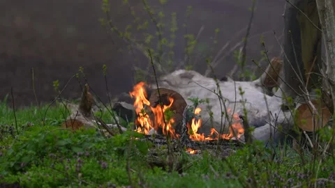Bright flame of burning bonfire in dark on background of pine forest in evening Video stock 185903958