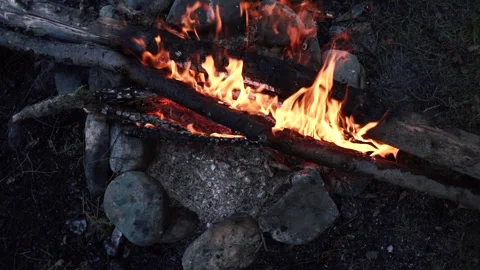Bright flame of burning bonfire in dark on background of pine forest Stock Footage 200771597