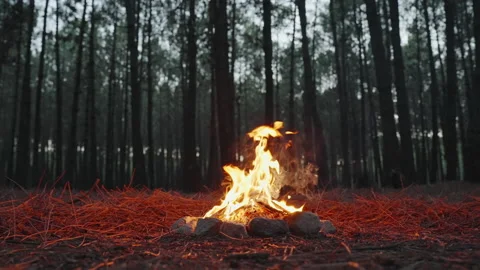 Bright flame of burning bonfire in dark ... | Stock Video | Pond5