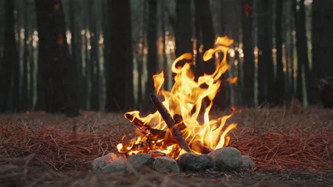 Bright flame of burning bonfire in dark on background of pine forest Stock Footage 232395810