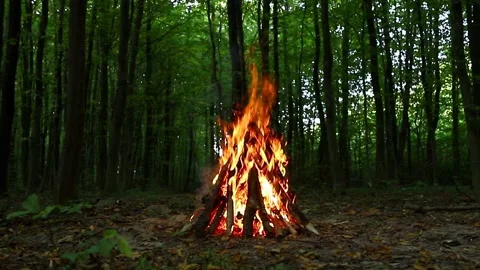 Bright flame of a burning fire in the dark on a background of forest in the summ Video stock 170516615
