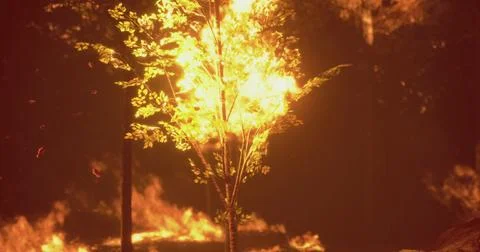 Bright flames engulf trees in a forest during wildfire at dusk Stock Illustration