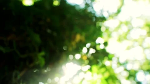 Bright flecks of sunlight Stock-Footage 159293412