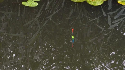 Bright float floating on the river with a bite of fish Stock Footage 92832185