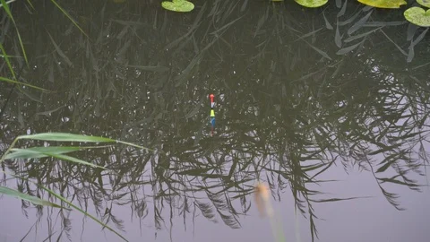 Bright float floating on the river with a bite of fish Stock Footage 92886636