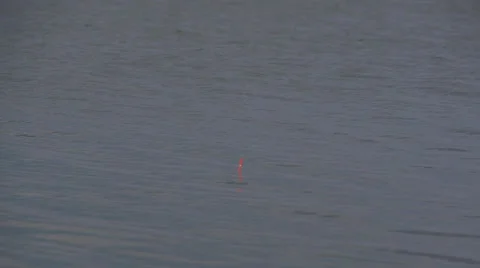 A bright float on the water. Bait fish 스톡 동영상 54894458