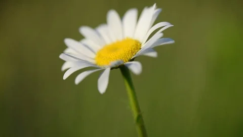 Bright flora Stock Footage 90092014